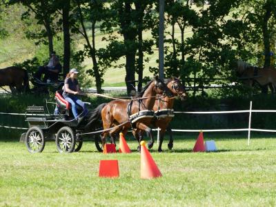 Foto des Albums: Fahrturnier Hilders 2019