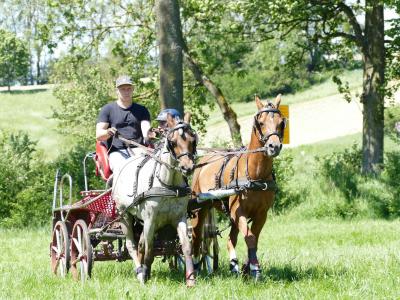 Foto des Albums: Fahrturnier Hilders 2019