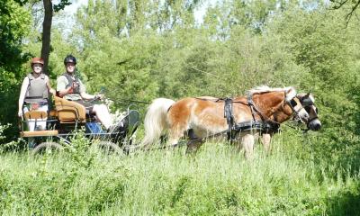 Foto des Albums: Fahrturnier Hilders 2019