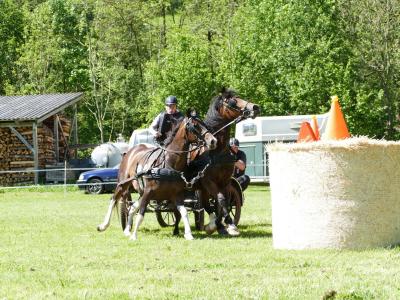 Foto des Albums: Fahrturnier Hilders 2019