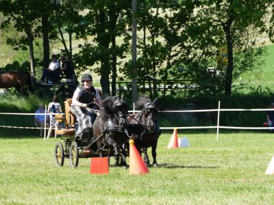 Foto des Albums: Fahrturnier Hilders 2019