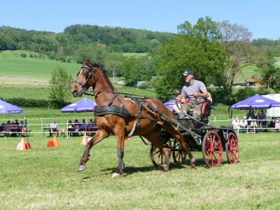 Foto des Albums: Fahrturnier Hilders 2019