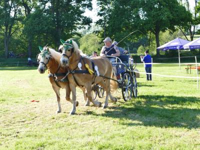 Foto des Albums: Fahrturnier Hilders 2019