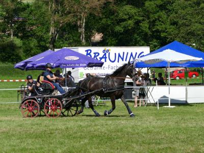 Foto des Albums: Fahrturnier Hilders 2019