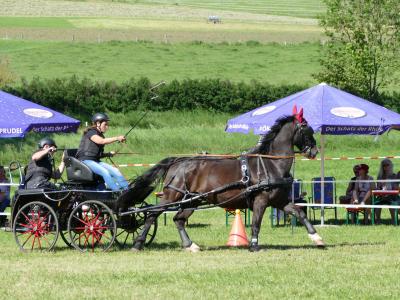 Foto des Albums: Fahrturnier Hilders 2019