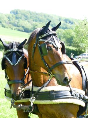 Foto des Albums: Fahrturnier Hilders 2019