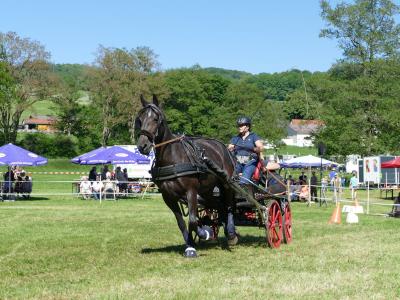 Foto des Albums: Fahrturnier Hilders 2019