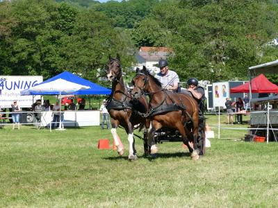 Foto des Albums: Fahrturnier Hilders 2019