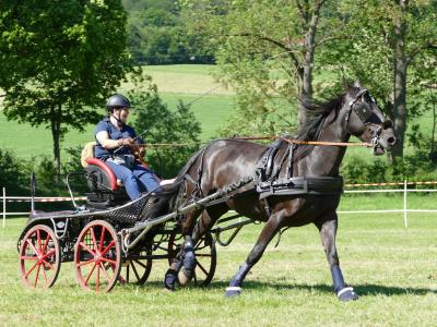 Foto des Albums: Fahrturnier Hilders 2019