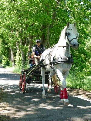 Foto des Albums: Fahrturnier Hilders 2019