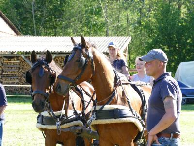 Foto des Albums: Fahrturnier Hilders 2019