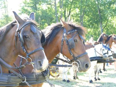 Foto des Albums: Fahrturnier Hilders 2019