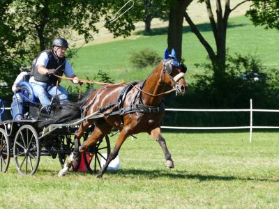 Foto des Albums: Fahrturnier Hilders 2019