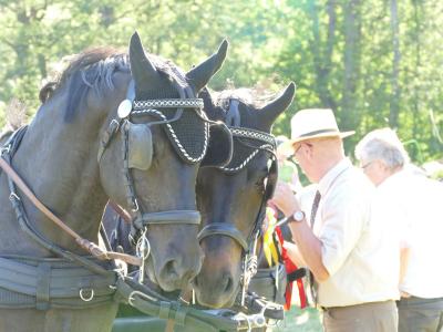 Foto des Albums: Fahrturnier Hilders 2019