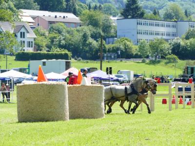 Foto des Albums: Fahrturnier Hilders 2019