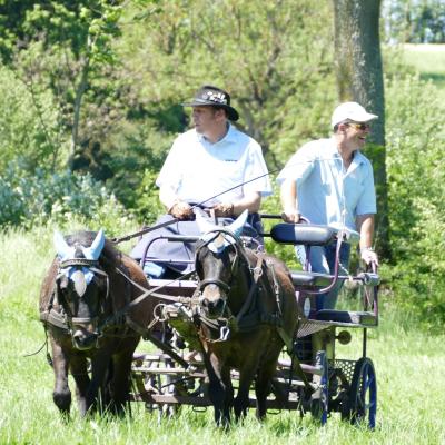 Foto des Albums: Fahrturnier Hilders 2019