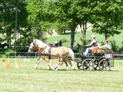 Foto des Albums: Fahrturnier Hilders 2019
