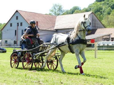 Foto des Albums: Fahrturnier Hilders 2019