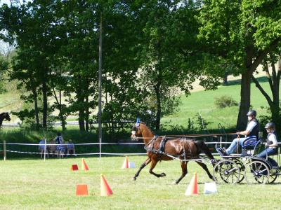 Foto des Albums: Fahrturnier Hilders 2019