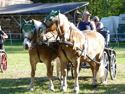 Foto des Albums: Fahrturnier Hilders 2019