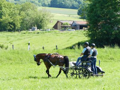 Foto des Albums: Fahrturnier Hilders 2019