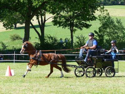 Foto des Albums: Fahrturnier Hilders 2019