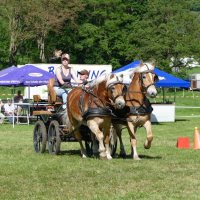 Foto des Albums: Fahrturnier Hilders 2019