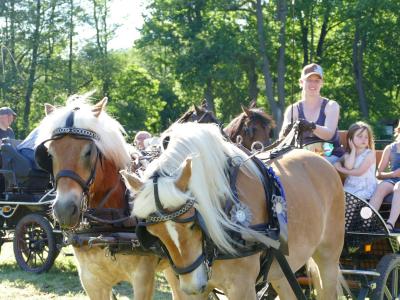 Foto des Albums: Fahrturnier Hilders 2019