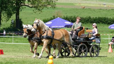 Foto des Albums: Fahrturnier Hilders 2019