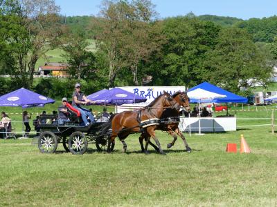 Foto des Albums: Fahrturnier Hilders 2019