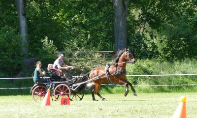 Foto des Albums: Fahrturnier Hilders 2019