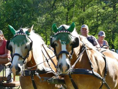 Foto des Albums: Fahrturnier Hilders 2019
