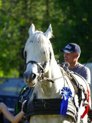 Foto des Albums: Fahrturnier Hilders 2019