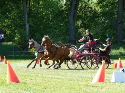 Foto des Albums: Fahrturnier Hilders 2019