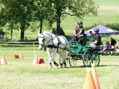 Foto des Albums: Fahrturnier Hilders 2019