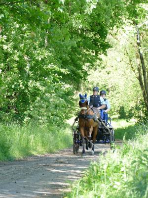 Foto des Albums: Fahrturnier Hilders 2019
