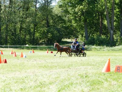 Foto des Albums: Fahrturnier Hilders 2019