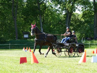Foto des Albums: Fahrturnier Hilders 2019
