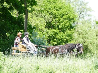 Foto des Albums: Fahrturnier Hilders 2019