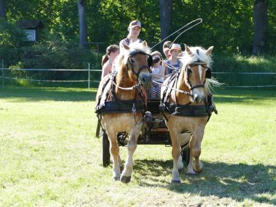 Foto des Albums: Fahrturnier Hilders 2019