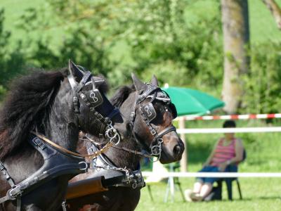 Foto des Albums: Fahrturnier Hilders 2019