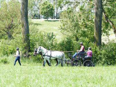 Foto des Albums: Fahrturnier Hilders 2019