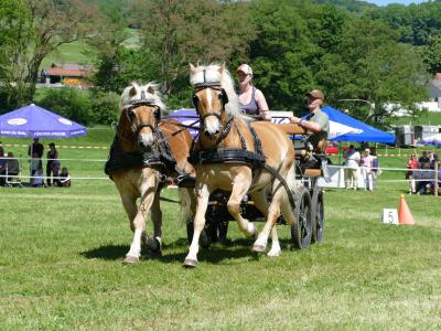 Foto des Albums: Fahrturnier Hilders 2019