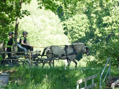 Foto des Albums: Fahrturnier Hilders 2019
