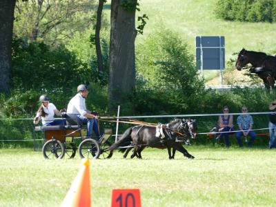 Foto des Albums: Fahrturnier Hilders 2019