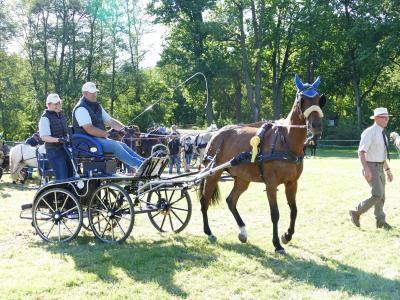 Foto des Albums: Fahrturnier Hilders 2019