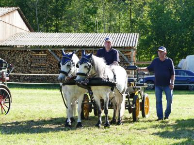 Foto des Albums: Fahrturnier Hilders 2019