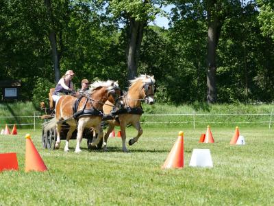 Foto des Albums: Fahrturnier Hilders 2019