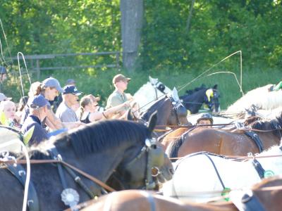Foto des Albums: Fahrturnier Hilders 2019