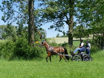 Foto des Albums: Fahrturnier Hilders 2019